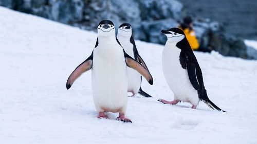 Права на пингвиненка Лоло отсужены.